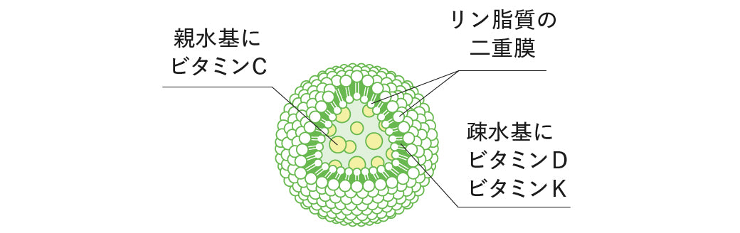 リポソーム構造
