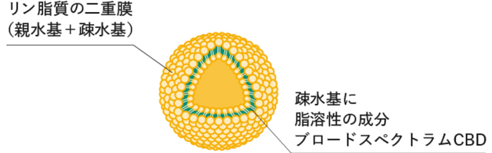 「リン脂質」でできたカプセル構造イメージ