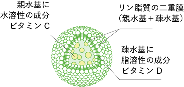 「リン脂質」でできたカプセル構造イメージ