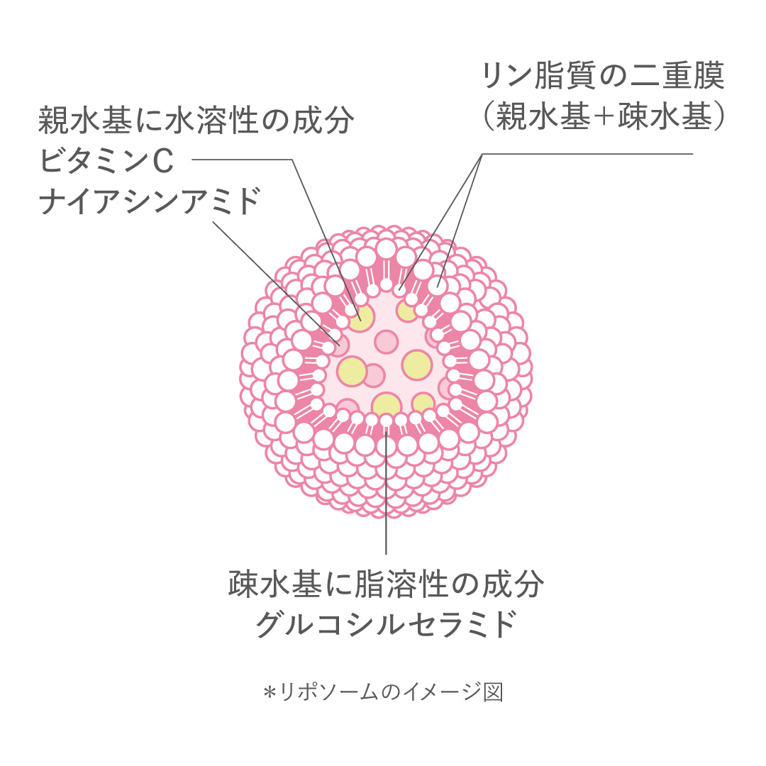 「リン脂質」でできたカプセル構造イメージ