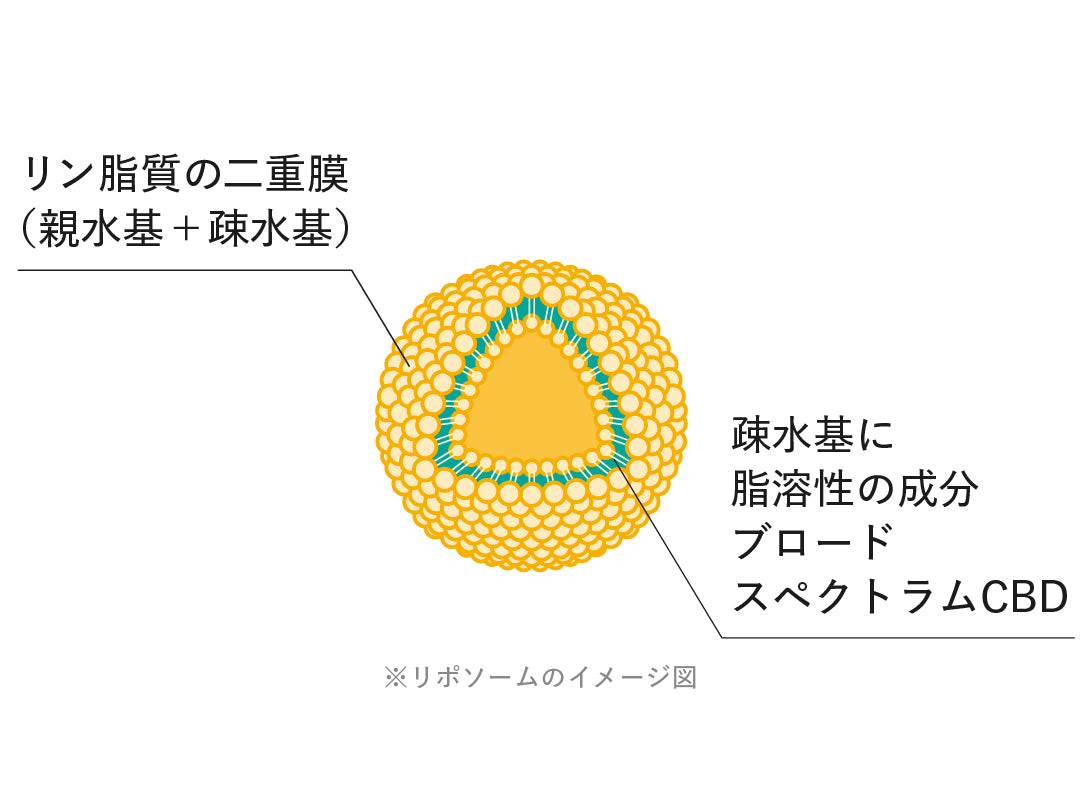 「リン脂質」でできたカプセル構造イメージ