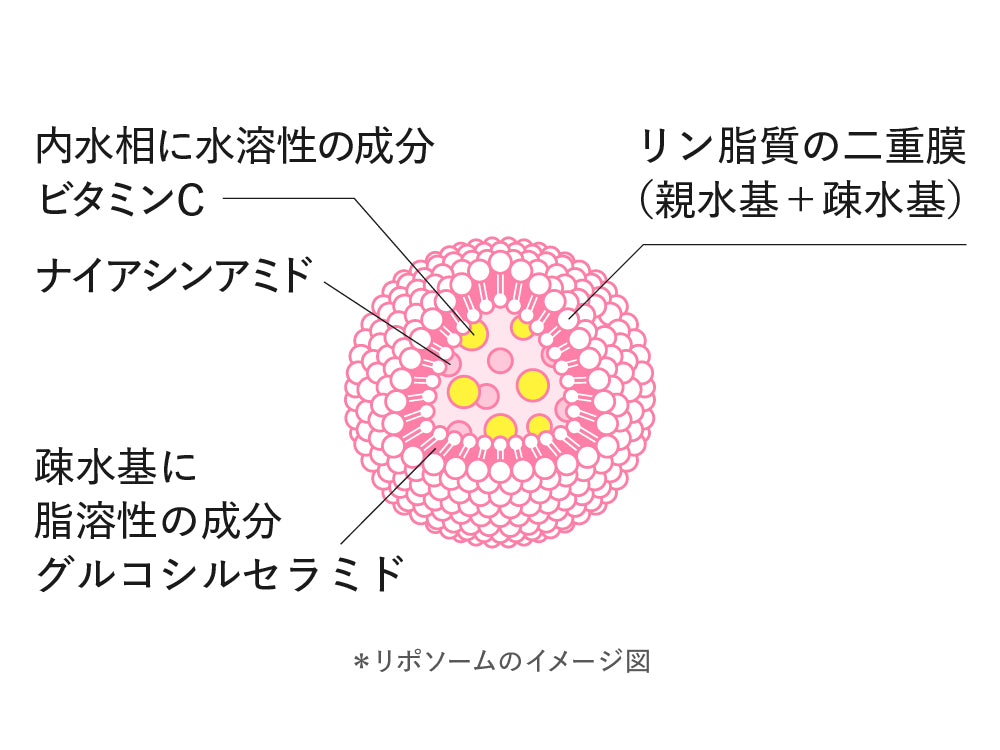 「リン脂質」でできたカプセル構造イメージ