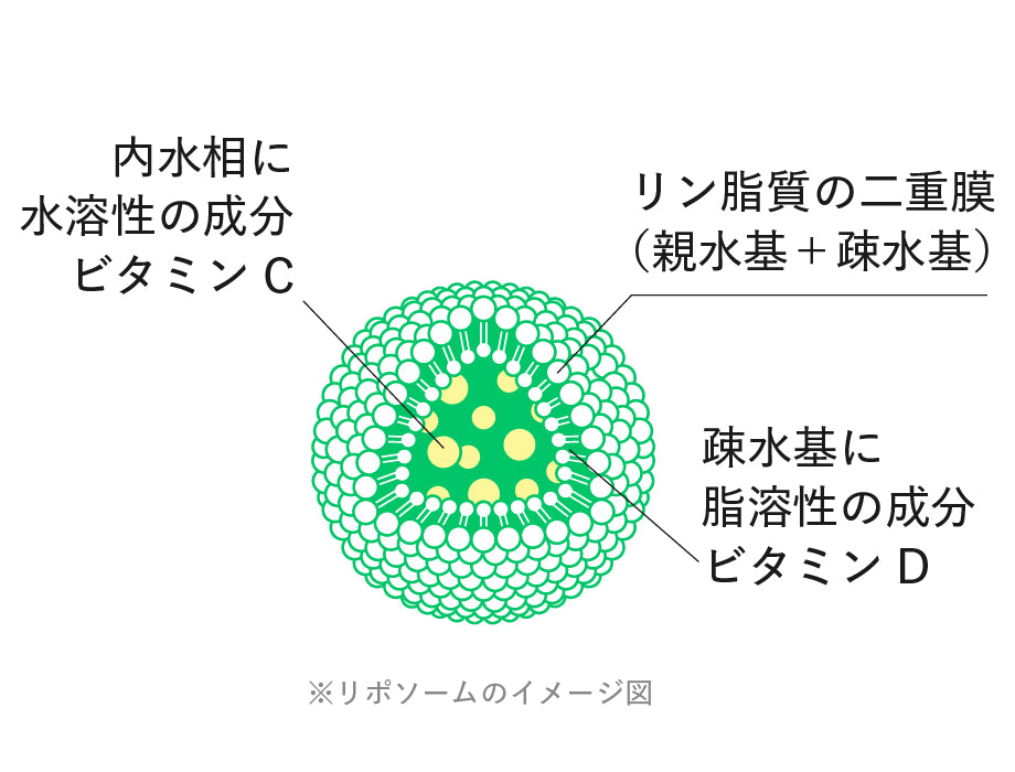 「リン脂質」でできたカプセル構造イメージ