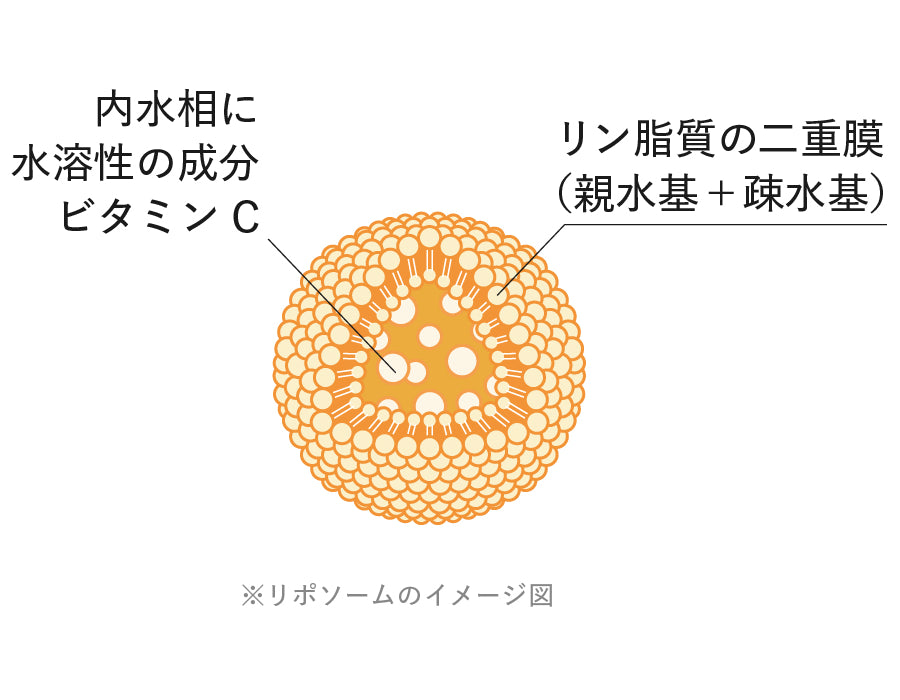 「リン脂質」でできたカプセル構造イメージ