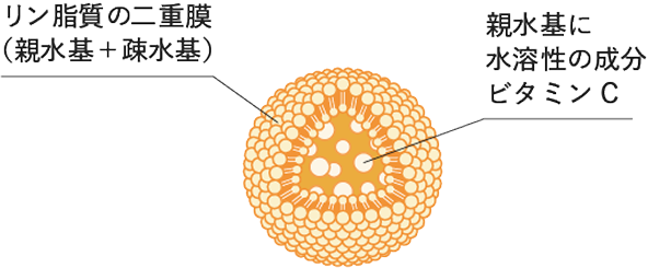 「リン脂質」でできたカプセル構造イメージ